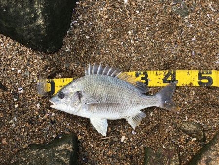 チニングでキビレGET！